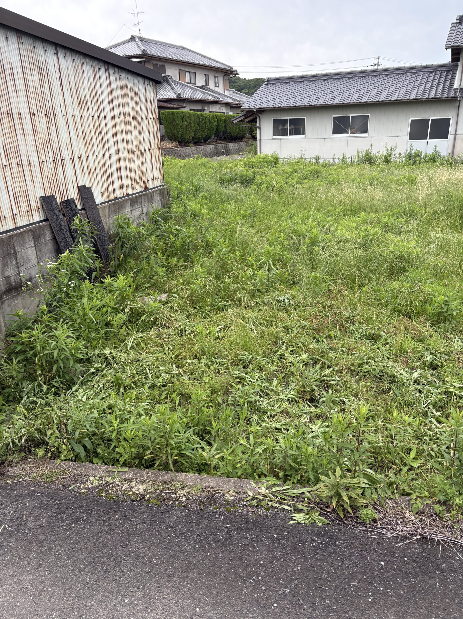 草刈り前のトタン塀付近