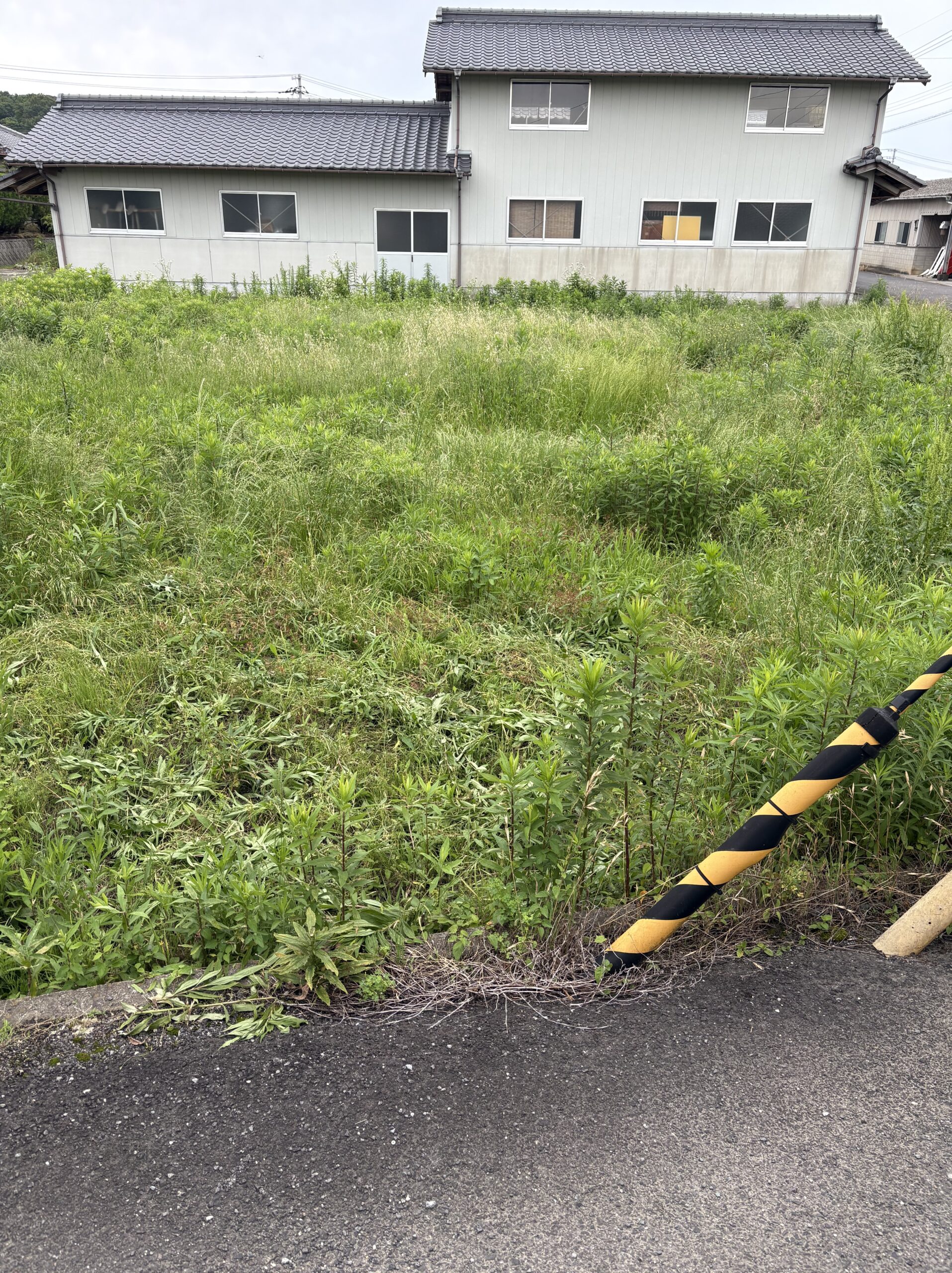 草刈り前のポール周辺（別アングル）
