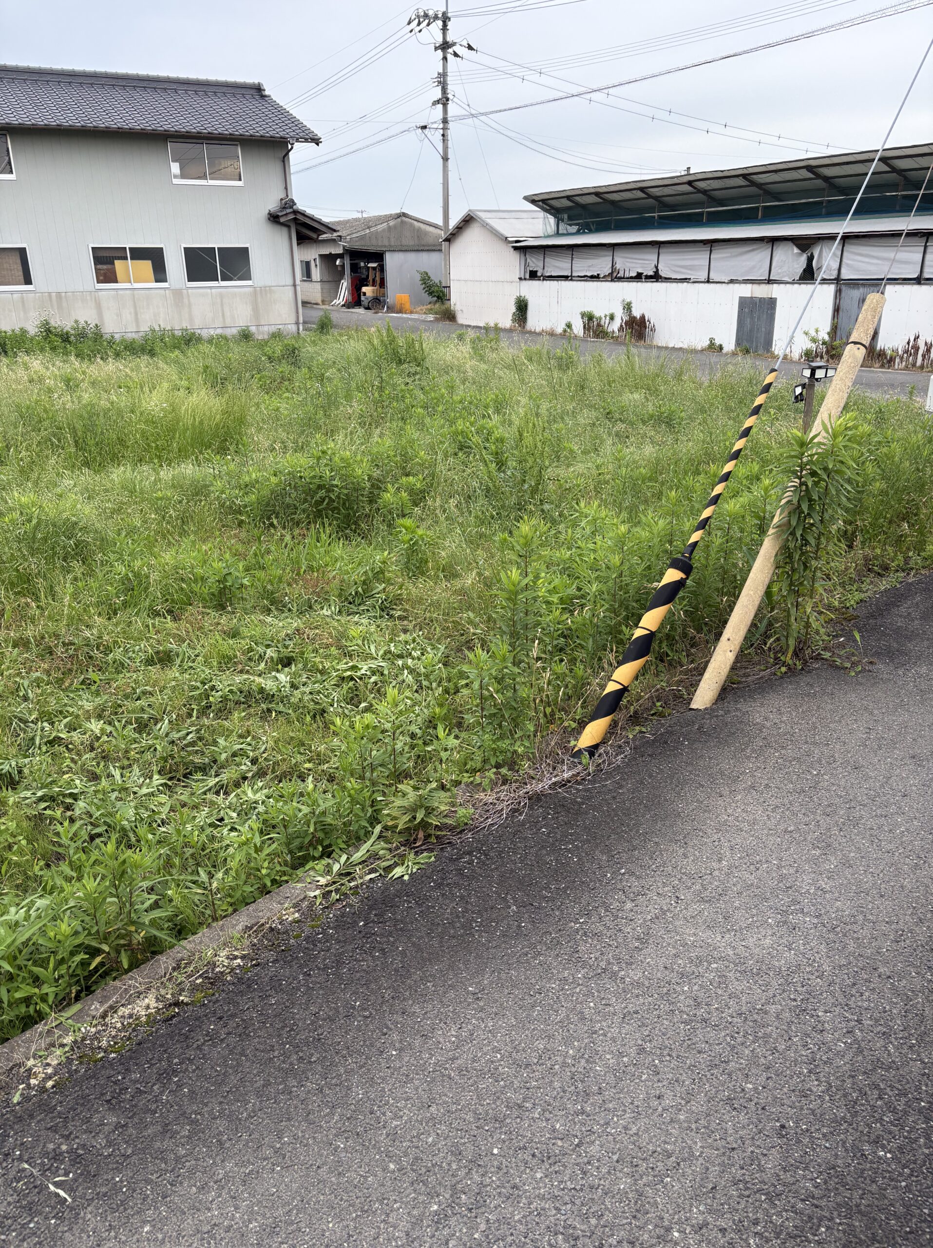 草刈り前の道路側ポールの周辺