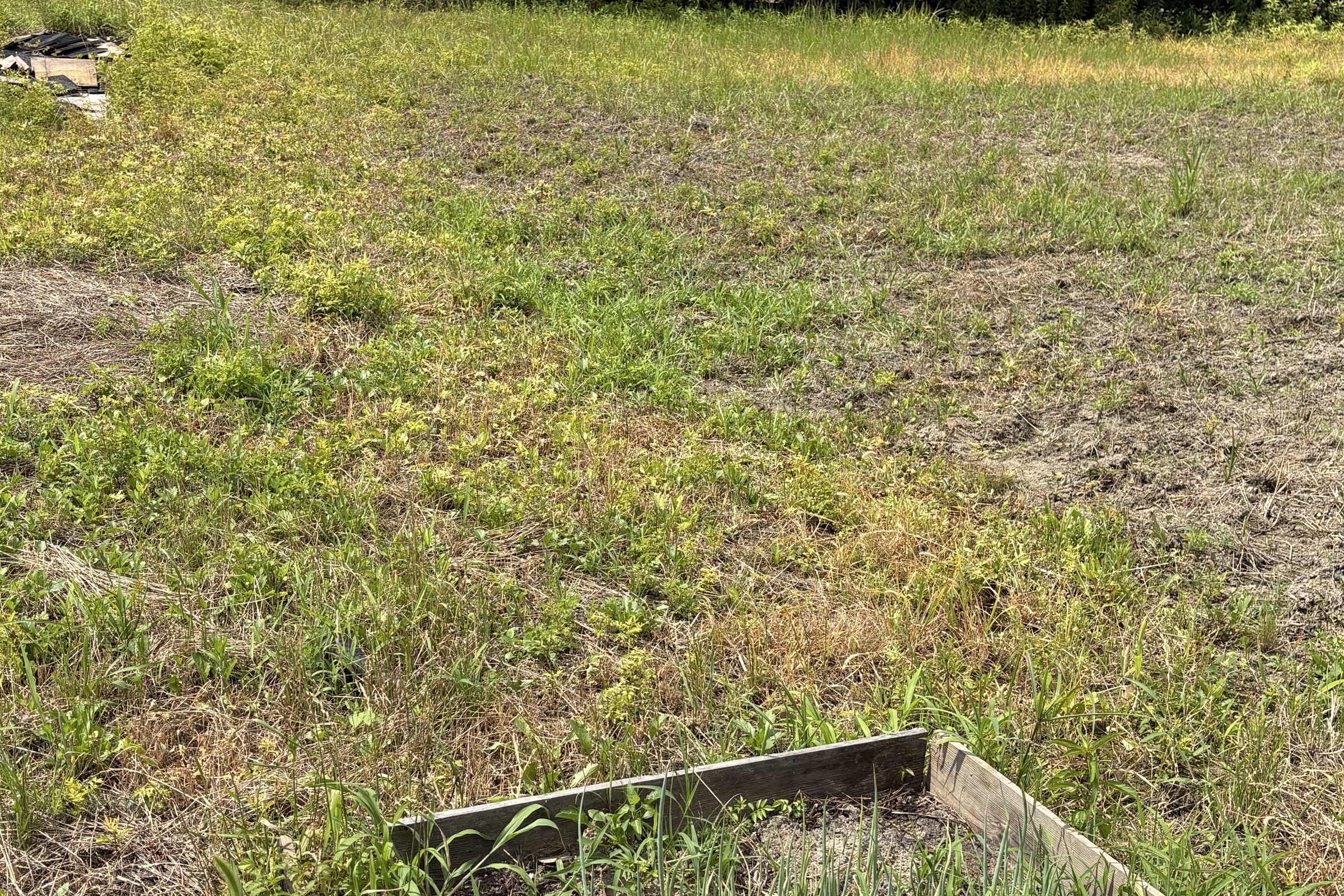クラピア10株で庭を覆えるか｜ホンダ「パンチ」と除草剤から始めた長期実験
