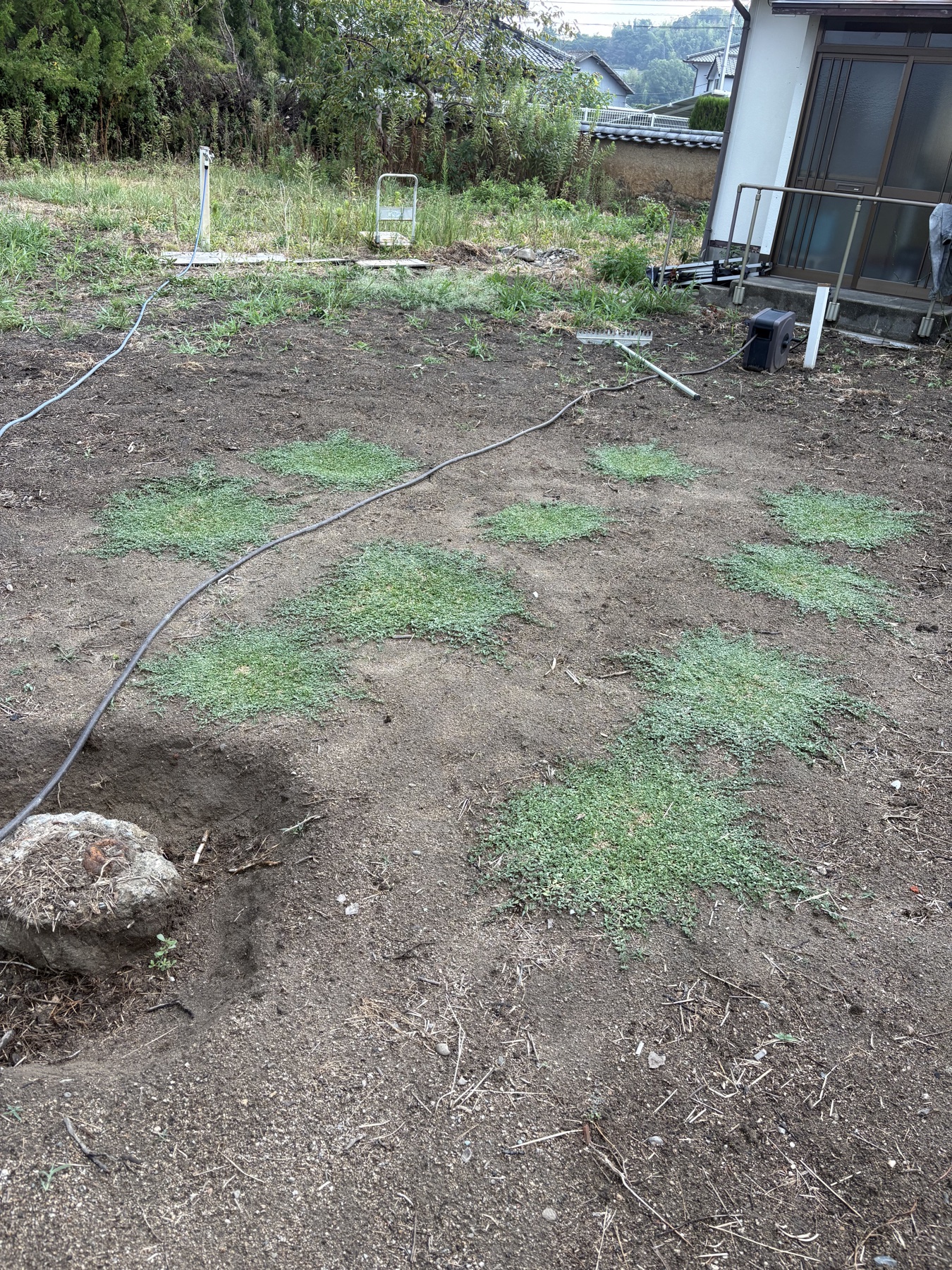 クラピア10株を植えて約1か月。水やり、踏む、草取り、初めての追肥