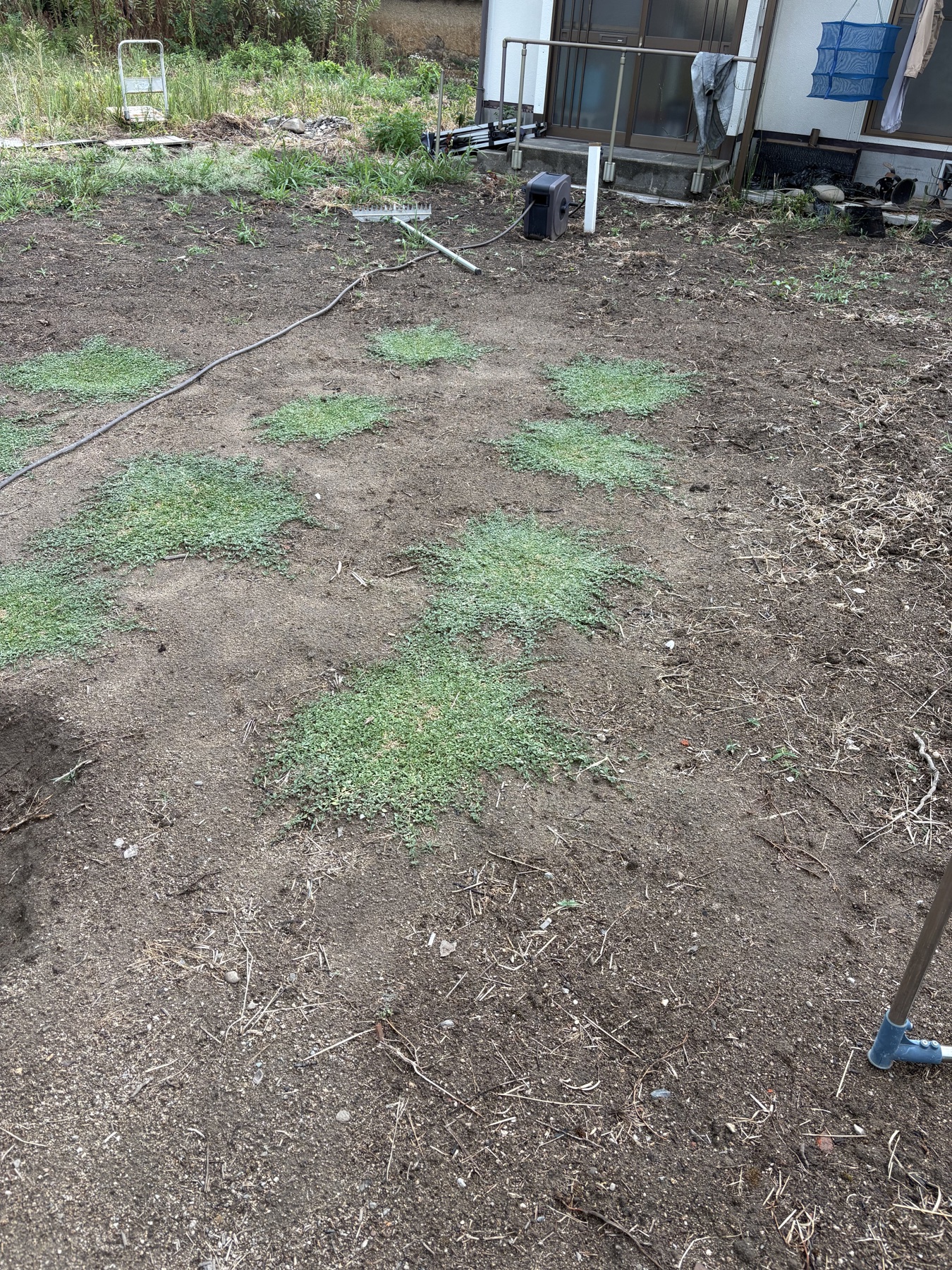 植え付けから約1か月たったクラピアの成長経過